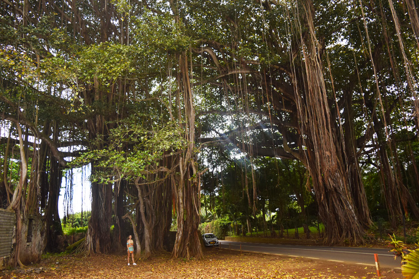 mauritius_banian