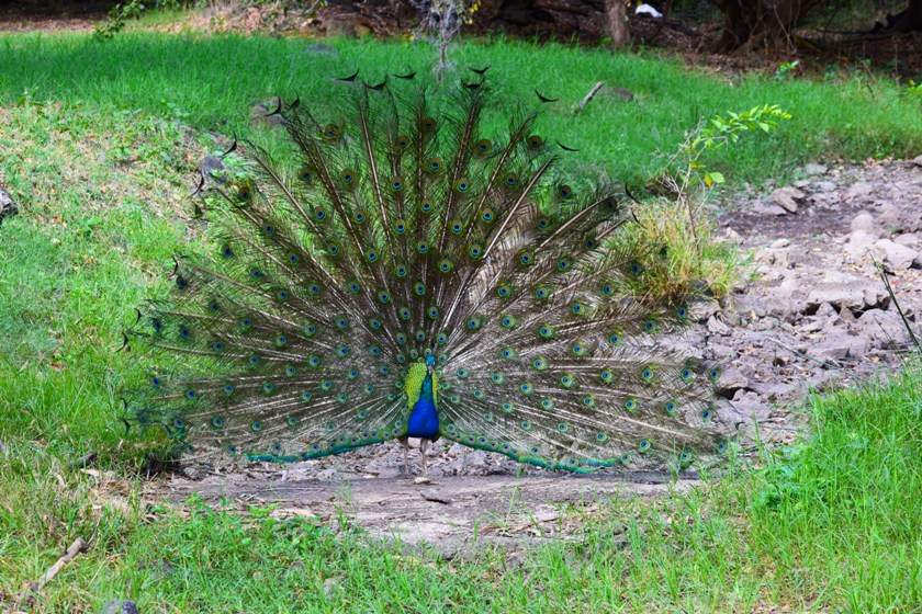 mauritius