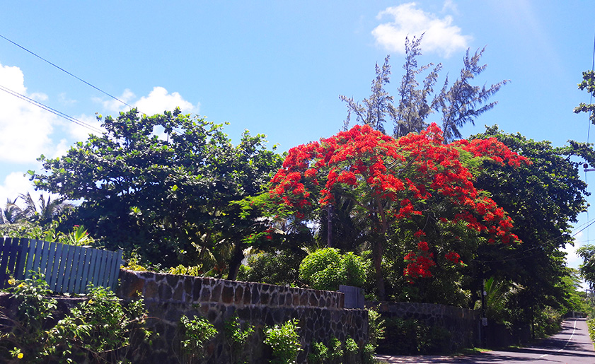 mauritius