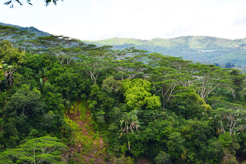 mauritius trees