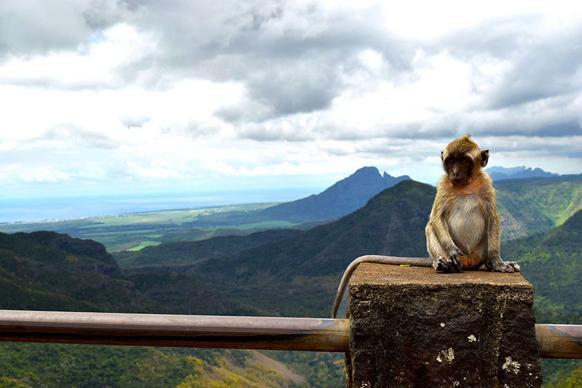 mauritius_monkey