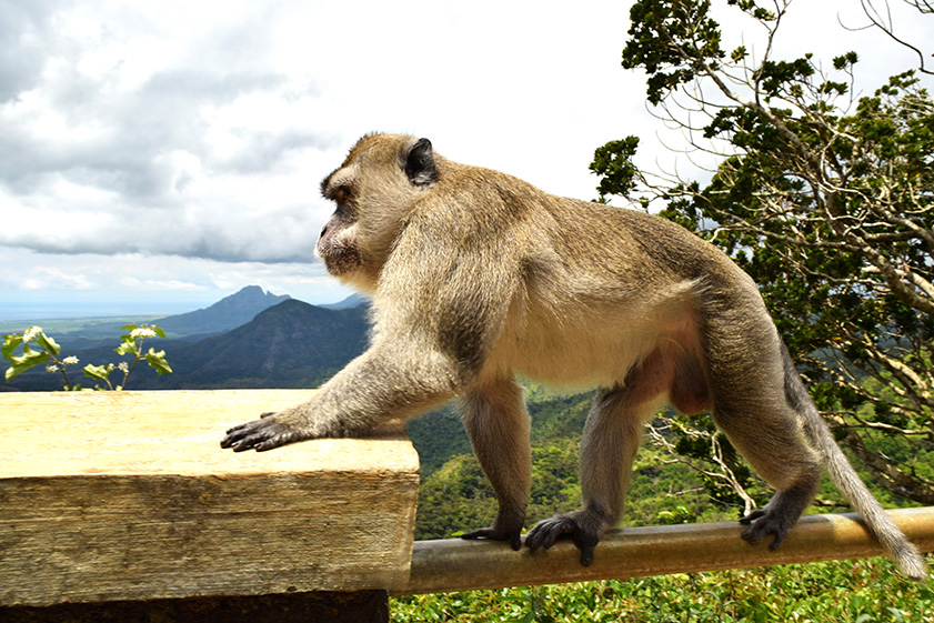 mauritius_monkey