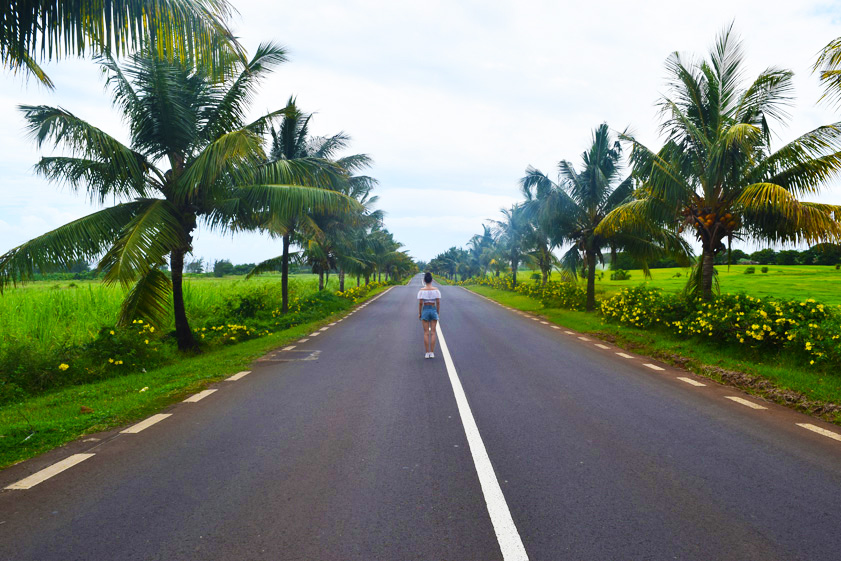 mauritius_palm