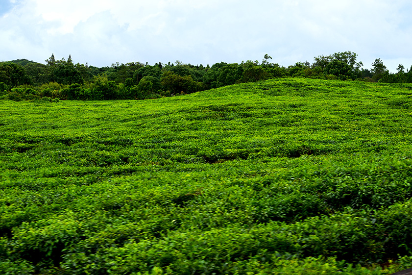 mauritius_tea