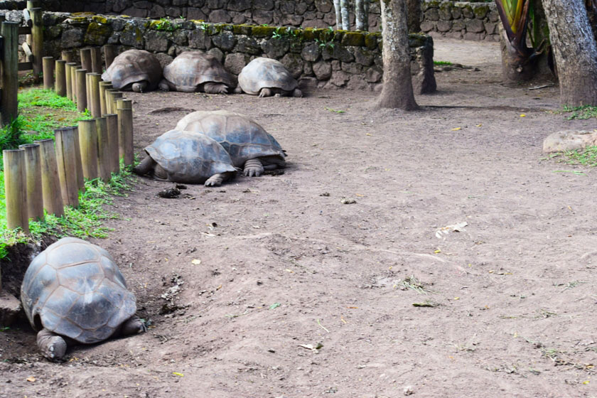 mauritius tortoises