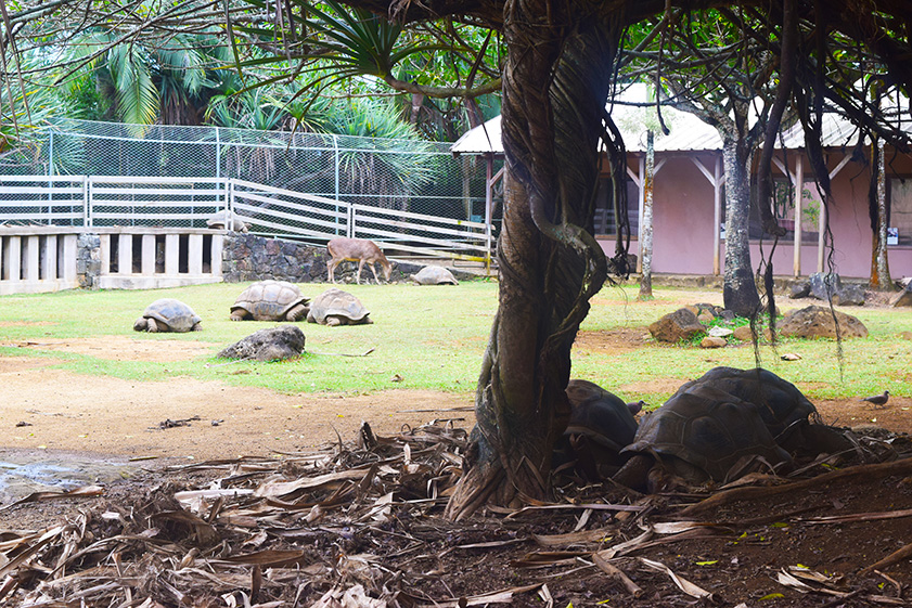 mauritius_tortoise